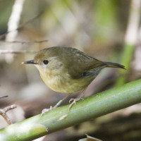 Atherton Scrubwren